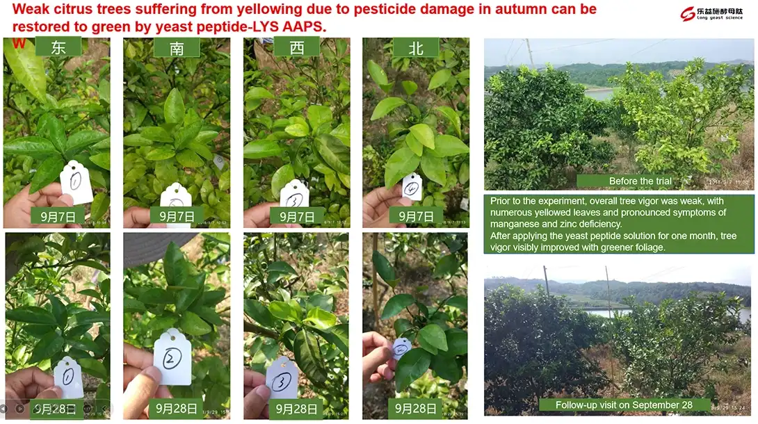 citrus recover under stress conditions
