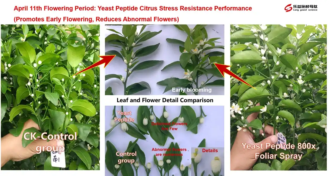 Yeast Peptide-Citrus Stress Resistance Performance