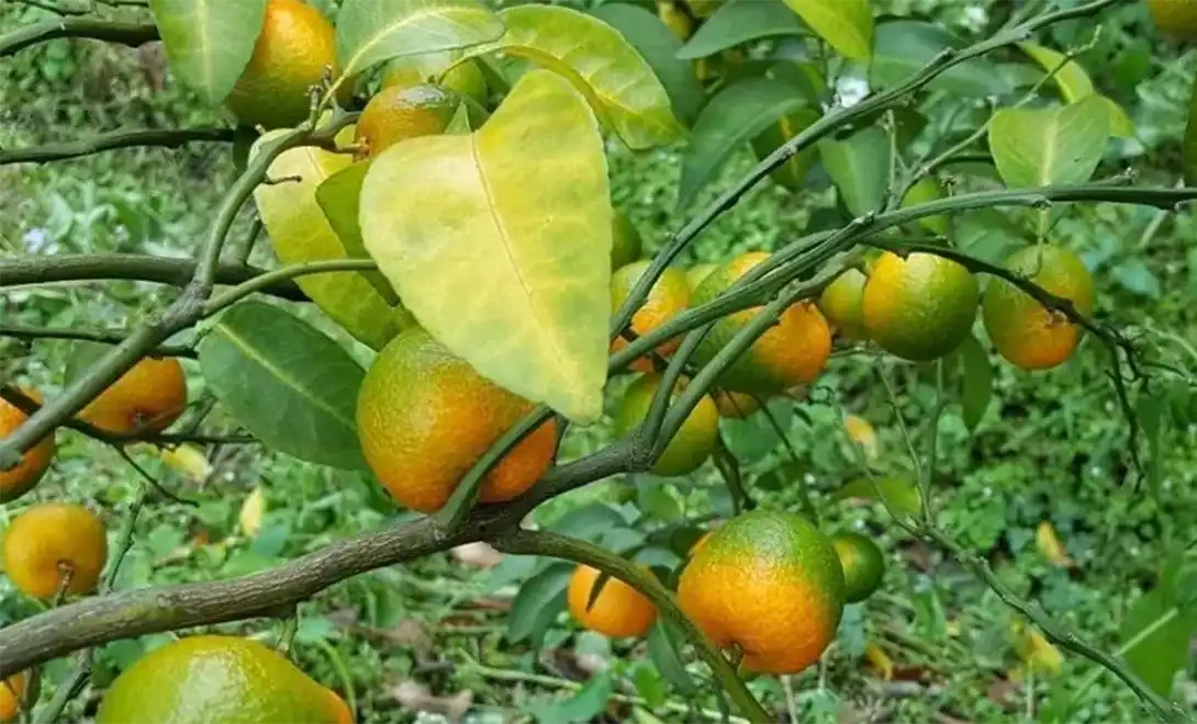 Citrus greening disease Citrus greening disease