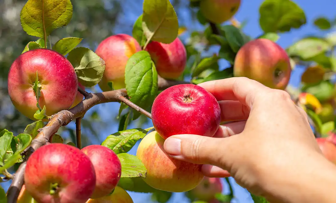 orchid fertilizer orchid fertilizer