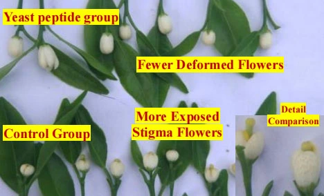 orchid fertilizer orchid fertilizer