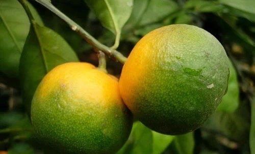 orchid fertilizer orchid fertilizer