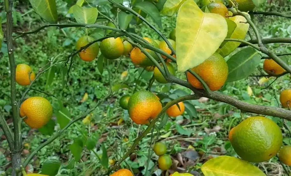 orchid fertilizer orchid fertilizer