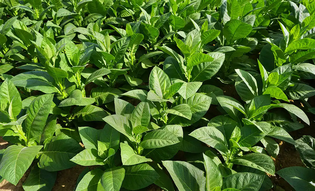 liquid fertilizer liquid fertilizer