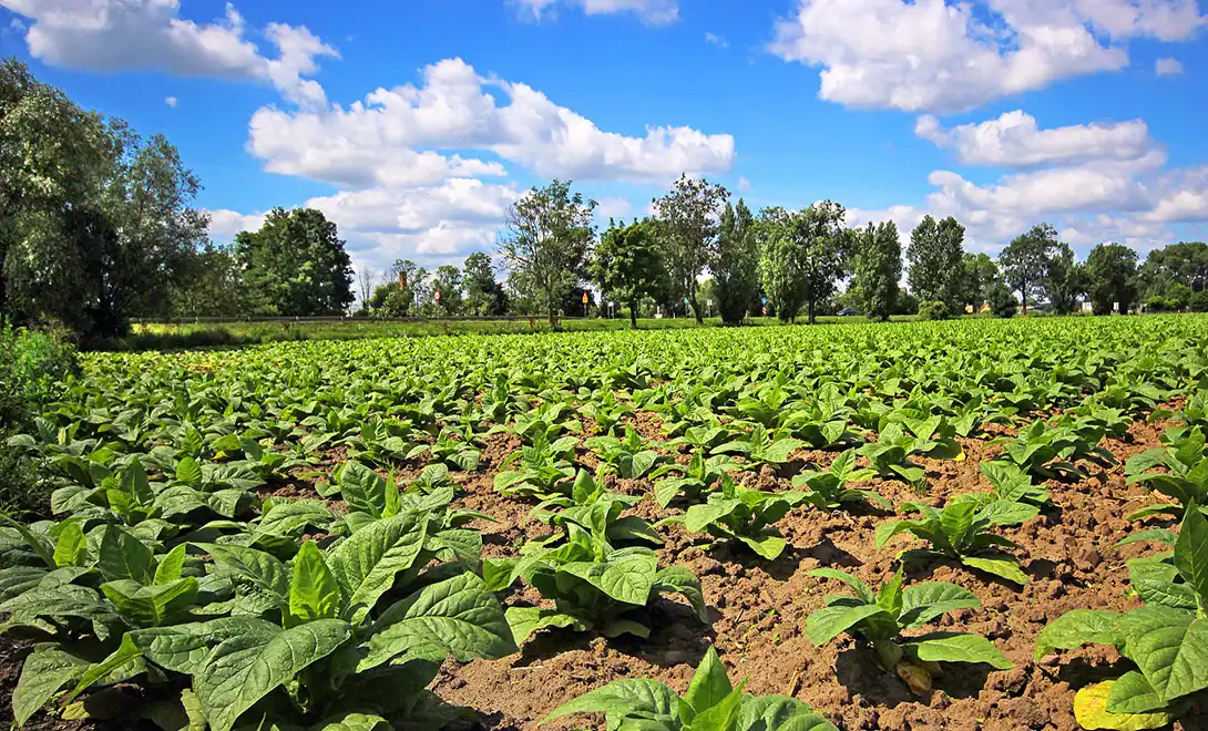 liquid fertilizer liquid fertilizer