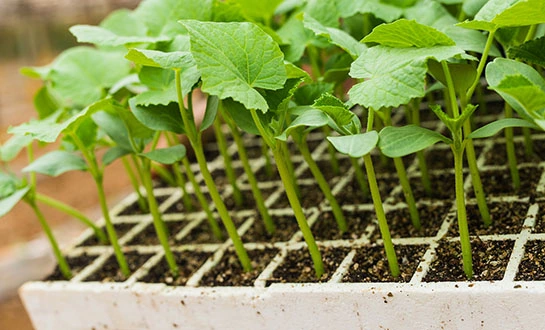 orchid fertilizer orchid fertilizer