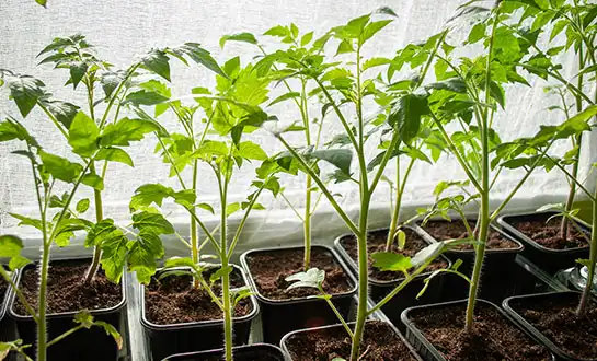 micronutrients fertilizer