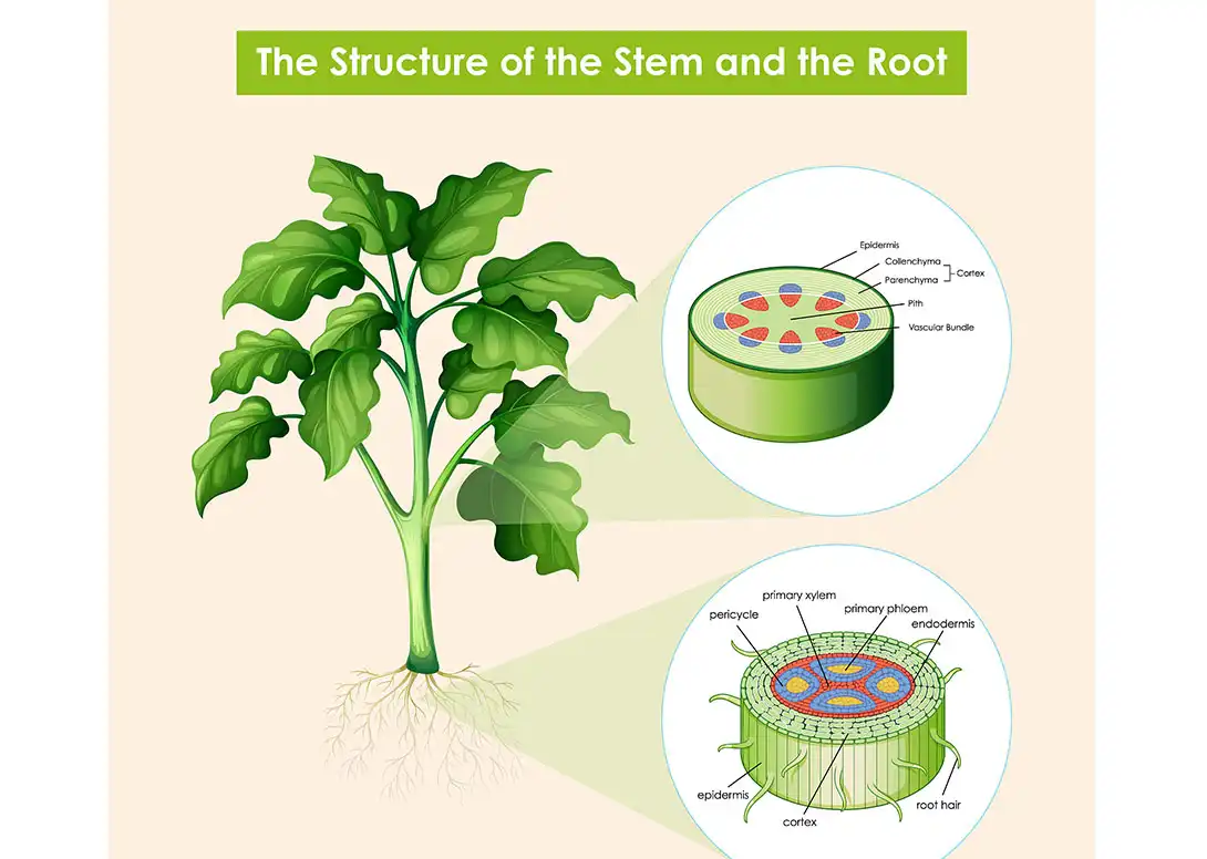 amino acid fertilizer