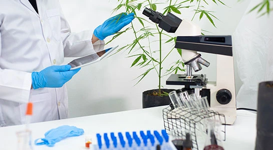 micronutrients fertilizer