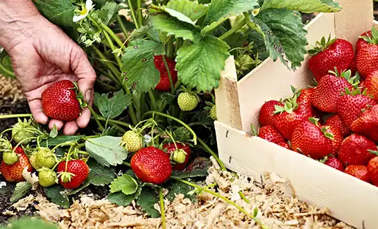 strawberry plants