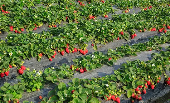 strawberry fertilizer