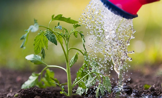 orchid fertilizer orchid fertilizer