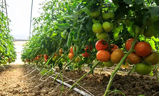 tomato fertilizer tomato fertilizer