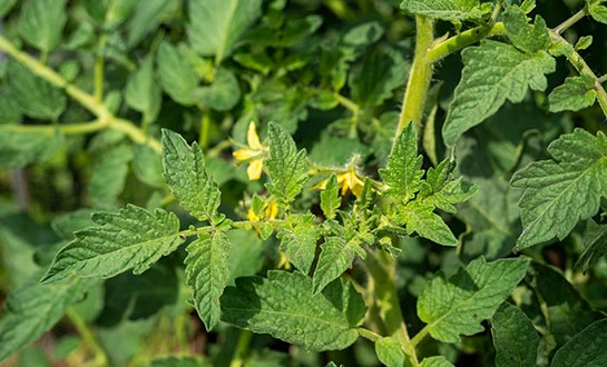 tomato fertilizer tomato fertilizer