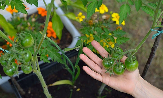 tomato plants fertilizer