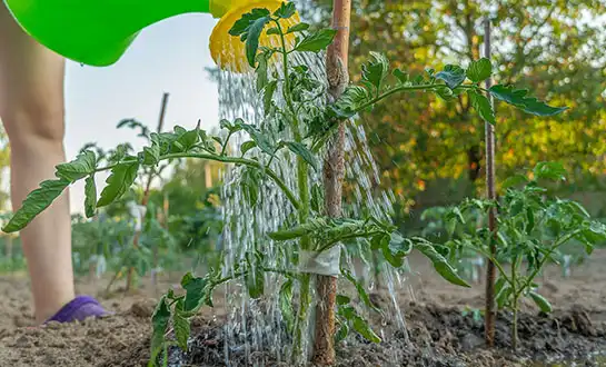 tomato fertilizer tomato fertilizer