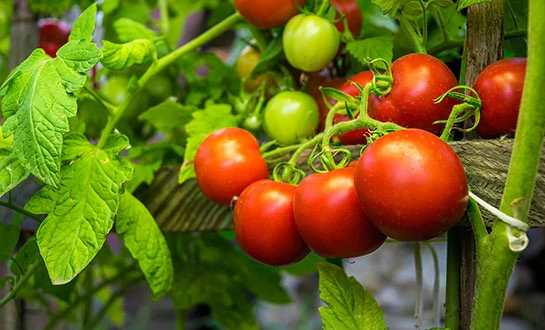 tomato fertilizer tomato fertilizer