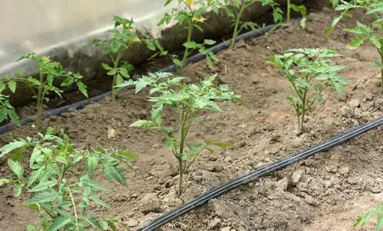 tomato fertilizer