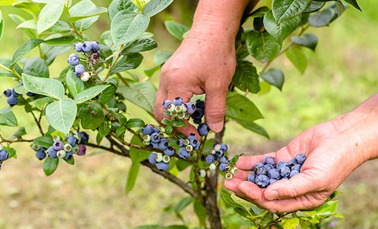 blueberry fertilizer blueberry fertilizer
