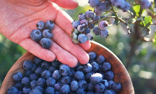 orchid fertilizer orchid fertilizer