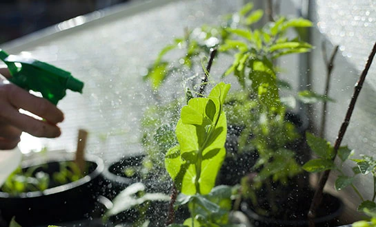 small peptides small peptides