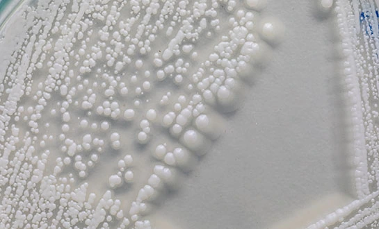 yeast peptide fertilizer yeast peptide fertilizer