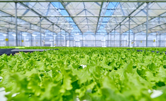 biostimulators biostimulators