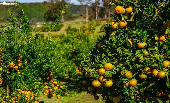 citrus fertilizer citrus fertilizer