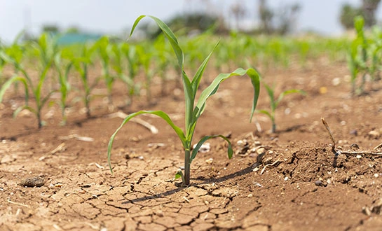 peptide-based solutions peptide-based solutions