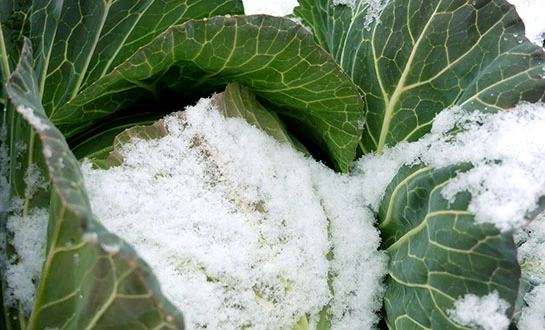 orchid fertilizer orchid fertilizer