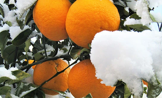 liquid fertilizer liquid fertilizer