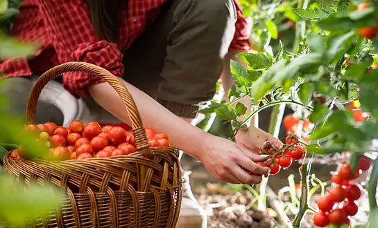 biostimulants biostimulants