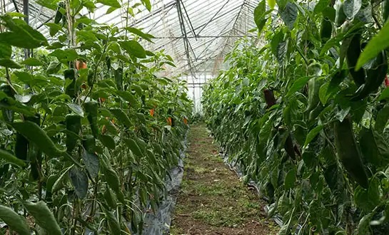 biostimulants biostimulants