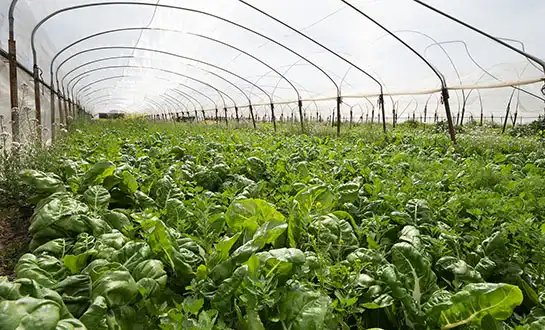 organic liquid fertilizer organic liquid fertilizer