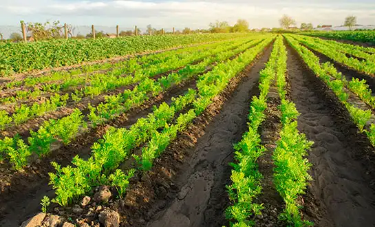 biostimulants biostimulants