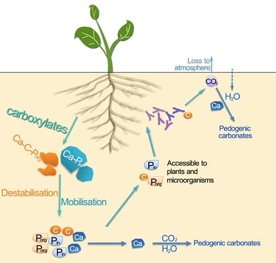 foliar amino acid fertilizer foliar amino acid fertilizer