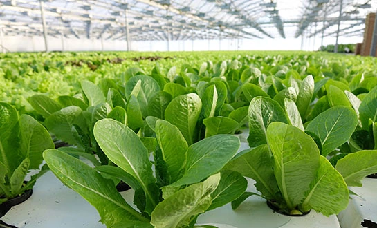 foliar amino acid fertilizer