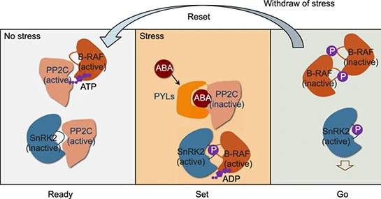 Yeast-based biostimulants