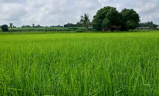 amino acid fertilizer