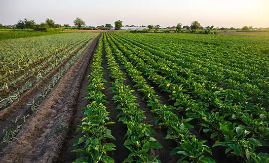 amino acid fertilizer amino acid fertilizer