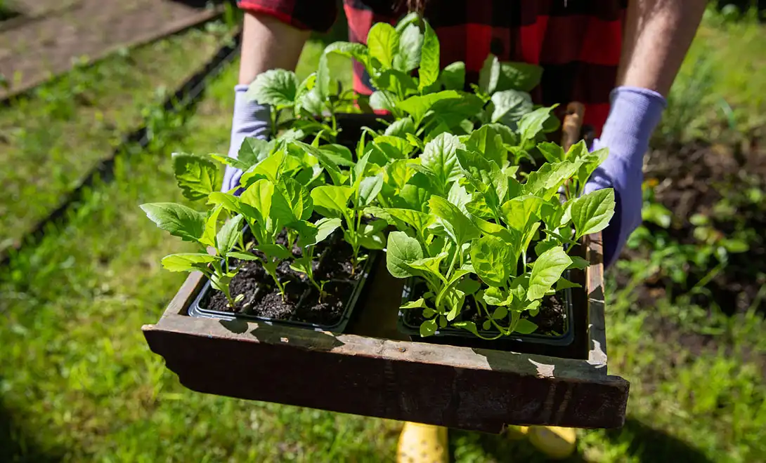 best liquid fertilizer