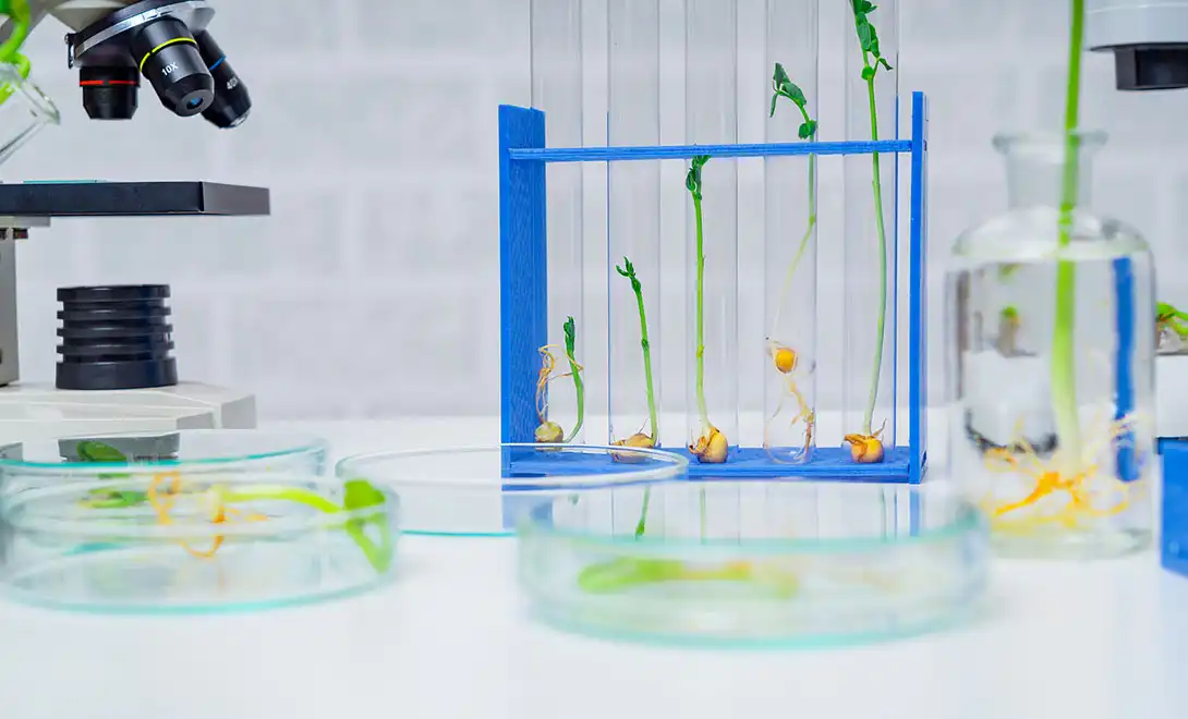 orchid fertilizer orchid fertilizer