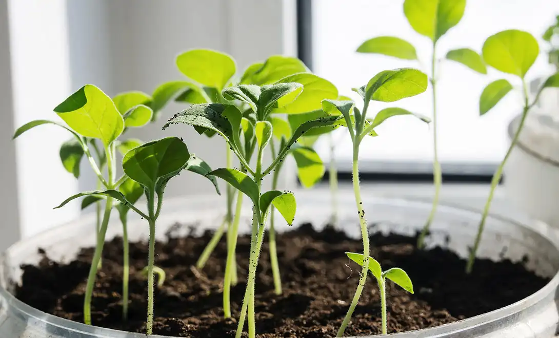 liquid fertilizer liquid fertilizer