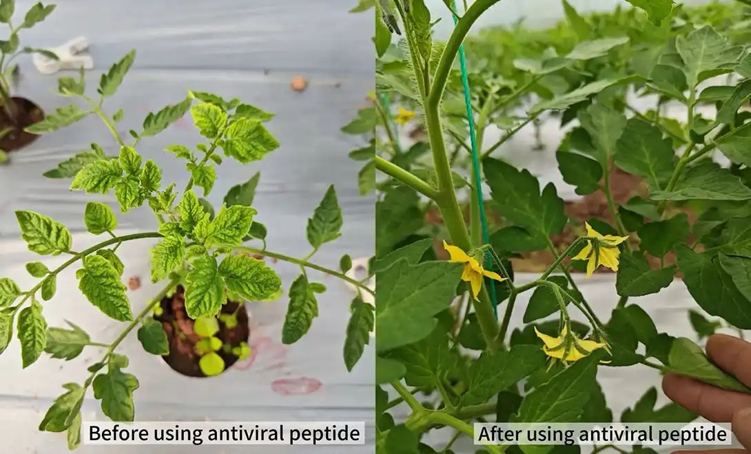 peptide formulations