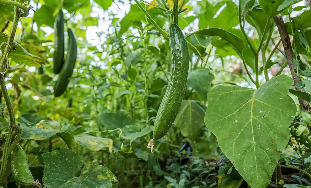 antiviral peptides antiviral peptides