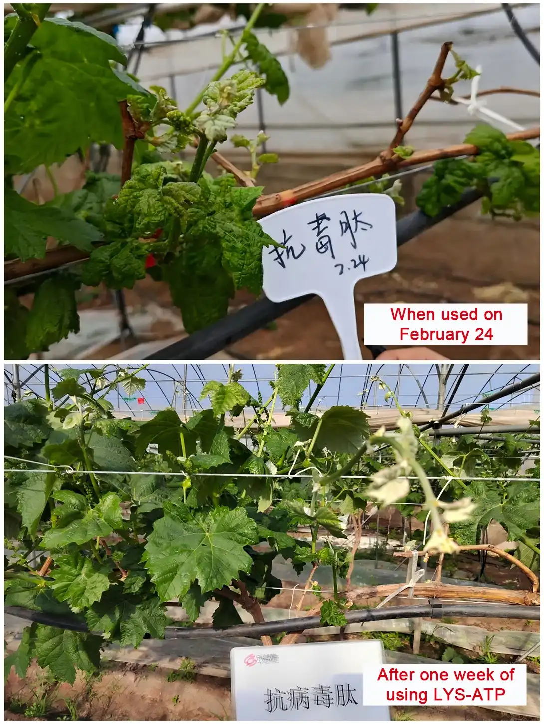 Comparison of Grapes Before and After Application of Antiviral Peptides Comparison of Grapes Before and After Application of Antiviral Peptides