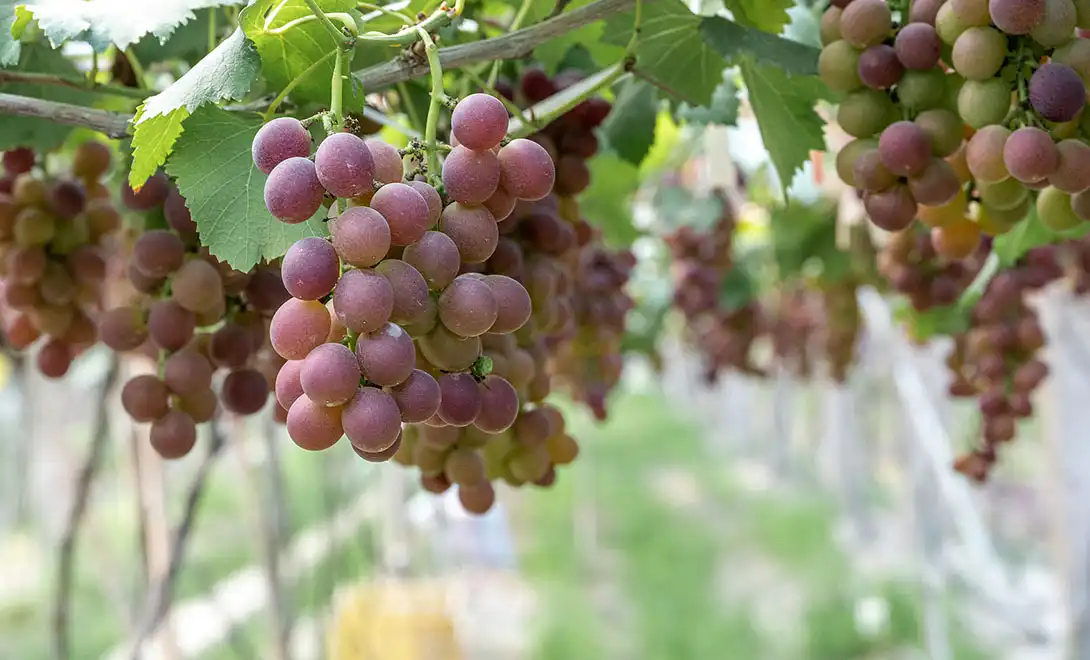 orchid fertilizer orchid fertilizer