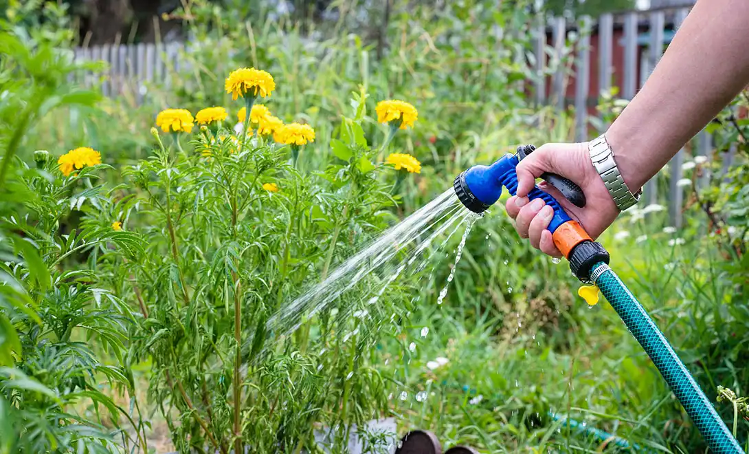 antiviral peptides antiviral peptides