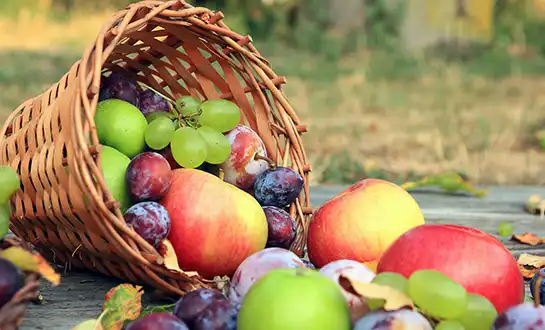 yeast nucleotide peptides yeast nucleotide peptides