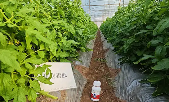 antiviral peptide antiviral peptide